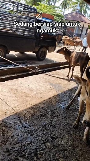 Sapi liar #sapi #cow #sapimoo #indiancow #sapingamuk
