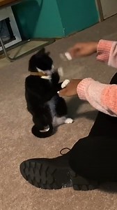 1M views · 4.1K reactions | "Stop copying me!!!"  | The Pet Collective | Facebook