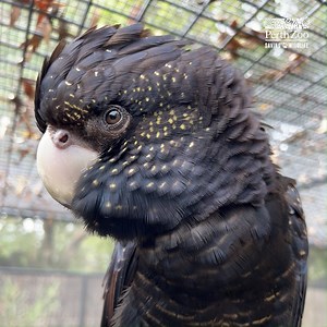 2.9K views · 303 reactions | What a beauty!  Did you know ❓ Female red-tailed cockatoos have these gorgeous patches of yellow on their head and neck.  Keeper Karis | Perth Zoo | Facebook