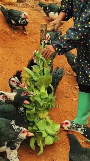Creative Vertical Feeding for Organic Farm Ducks 🦆🥬✨