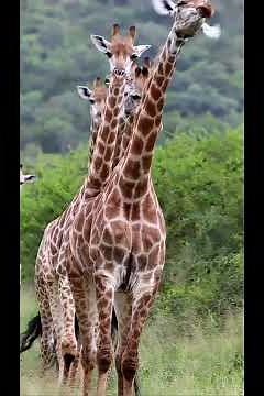 The Amazing Journey of Zarafa – The Famous Giraffe That Traveled the World!