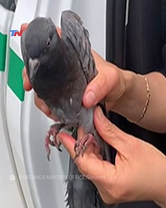 127K views · 1.1K reactions | ⏯️USARON UN DRON PARA RESCATAR A UNA PALOMA ATRAPADA EN UN CABLE DE ALTA TENSIÓN Gracias a la ayuda de vecinos y un equipo tecnológico, la policía de Perú logró cortar el cordón que sujetaba el ave a un cable de luz. #perú #paloma #rescate #lima #viral #video | TN Todo Noticias | Facebook