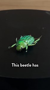 Something weird happens when you look at this bug in a mirror 🪲🪞 #bugs #besmart | Be Smart