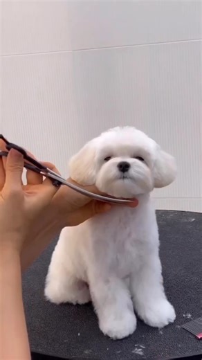 amazing transformation | My Shih tzu world