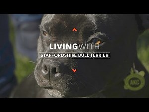 ALL ABOUT LIVING WITH STAFFORDSHIRE BULL TERRIERS