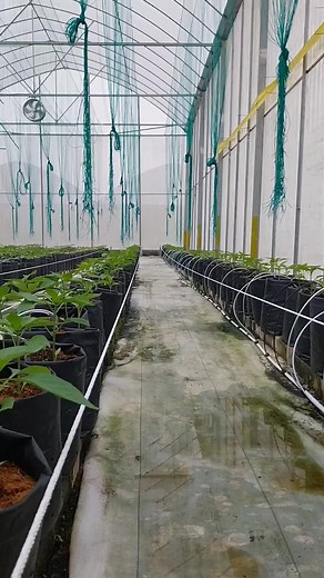 Smart Farming Techniques: Pertanian for Modern Home & Garden