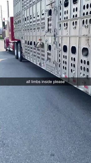 @Cameron MacGregor #cattlepotfilms #northernontariotrucking #cattletruckin #fyp #foryou #foryoupage