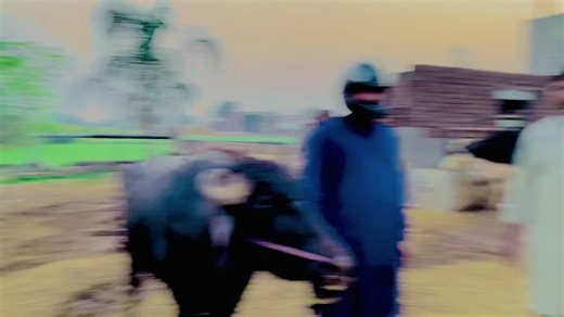 Explore Jutt Culture and Traditions