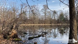 1.5K views · 51 reactions | The frogs sure are noisy this time of year and that surely is the case at Thorn Creek Woods Nature Preserve. How can you tell the difference between the calls of a chorus frog and a spring peeper? Chorus frogs have the unmistakable sound of a finger running along a comb, while a spring peeper has a high-pitched peep. | Forest Preserve District of Will County | Facebook