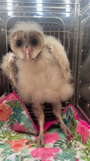 This barn owlet was found grounded by a local hunter in an area that was just deforested several hours north of us. Reuniting with mama was not possible. #woodsidewildliferescue | Woodside Wildlife Rescue