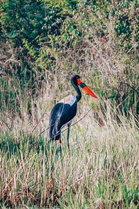 Uganda is a birdwatcher’s paradise. Home to over 1,000 bird species, it’s one of the best destinations in Africa for birdwatching. From lush forests to scenic wetlands, every corner of Uganda is a haven for bird lovers. #birdwatching #birdwatchers #birdlovers #birdloversofinstagram #birdsvideo #africansafari #africanadventure #ugandasafari #ugandabirds | Wild Uganda