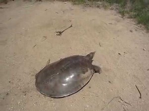 Softshell turtle on the run.