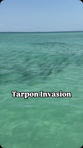 1.8K views · 16K reactions | It’s hard to complain about working 7 days a week when your office looks like this. The meatballs of tarpon are right on schedule pouring into Tampa Bay for the May full moon. It’s impossible to count the exact amount of fish we see out here everyday but it’s in the thousands right now. #dowhatyoulove #tarpon #fishing #tampabay #fishinglife #stpetebeach #tarponseason #tierraverde #treasureisland #tarponfishing | Ryan Harrington | Facebook