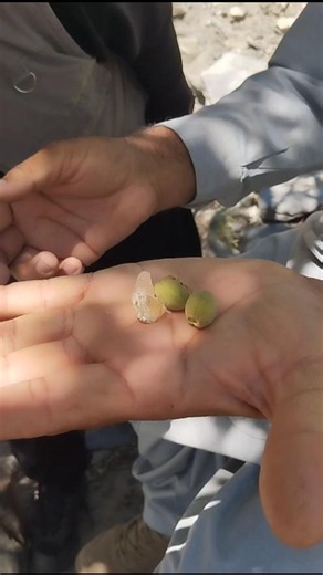Wild Almonds of Chitral and Its Gum | Chitral K Jungli Badam Or Gond | Badam Or Gond K Fayde