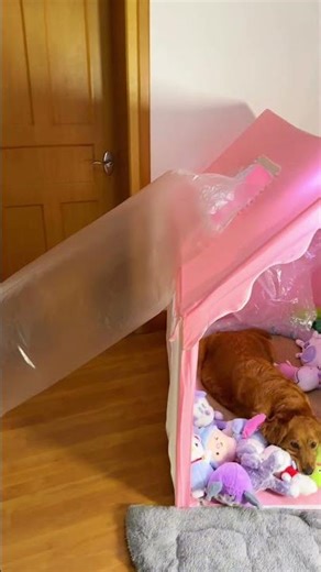 Share half of the air conditioner with the dog.