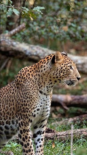 Majestic Leopard in the Forest #wildlife #nature #travel