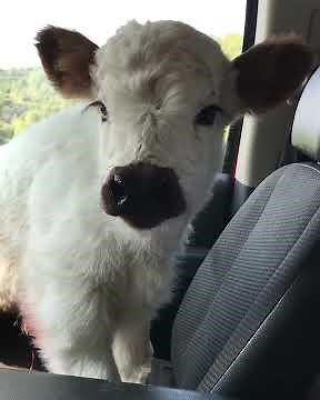 Fluffy baby cow #shorts #cute #animals