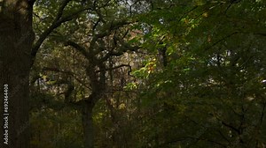 Static autumn woodland scene with slow-moving branch and leaves