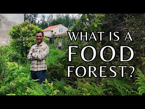What is a food forest? How to design your very own food forest