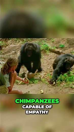 Chimpanzees Empathy, Violence, and Jane Goodall's Legacy