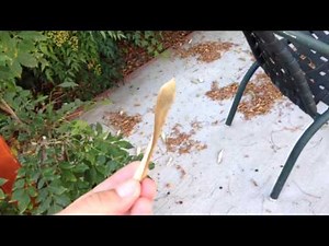 Wisteria seed pods popping