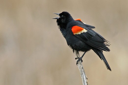 Blackbirds In Virginia - Pictures And ID Guide