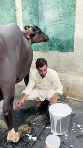 592K views · 21K reactions | Milk Capacity ? | Cattle Farming India | Facebook