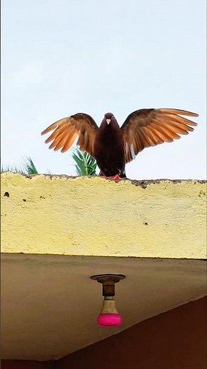 🟤🕊️ Brown King 👑Attitude itna ki aasman bhi jhuk jaye. 🔥