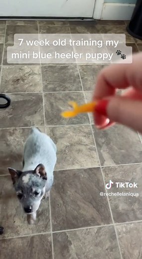 7 Week Old Mini Blue Heeler Puppy Training | Tricks & Commands