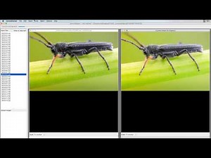 Focus stacking in Zerene Stacker: Phytoecia cylindrica