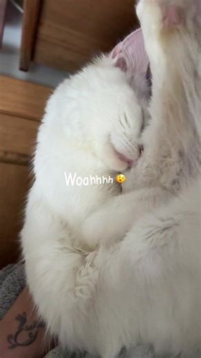 ʚϊɞ LittleMiSs ʚϊɞ (@ox89littlemiss)’s videos with original sound - ʚϊɞ LittleMiSs ʚϊɞ