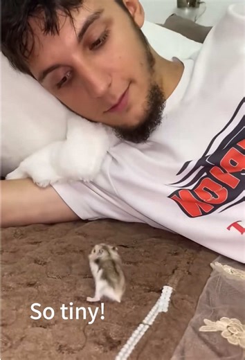 Mini Hamster Adventures: Funny Animal Moments