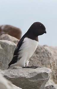 16K views · 709 reactions | Don't miss these adorable little auks in my free polar wildlife webinar ❄ Tuesday, April 9, 7pm. Bookhttps://register.gotowebinar.com/register/4456793855242065754 | Robert E Fuller | Facebook