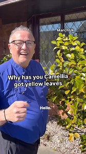 Why has you Camellia got yellow leaves #ericaceous #camellia #plants #gardening #gardenhacks #gardenhack #acidlovingplants | Dave The Plantman