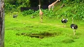 a troop of zebra in a zoo with ostriches and giraffe