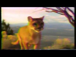 Smokey The Bear PSA 1990 Commercial