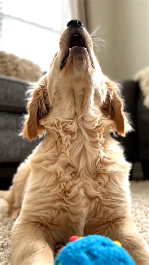 Dog beautiful images #cartoon #subscribe #shorts