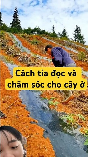 How to Prune and Care for Trees in China