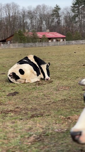 Rescued cow Woody curls up and naps, safe in his pasture. So often we see cows in pastures and wonder how long they’ll be allowed to live or what their fate will be. We know Woody’s fate—to be safe and loved here in Sanctuary ❤️ #animalrescue #cows #peace #calm