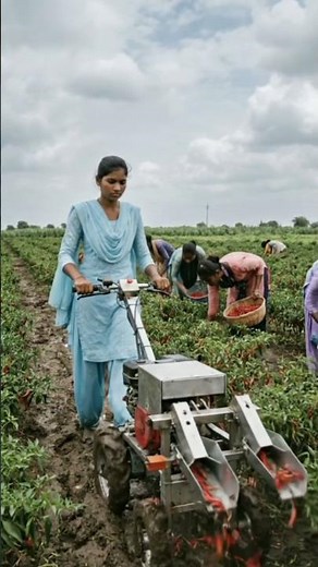 Smart Chili Harvesting with Modern Farming Technology 🌶️🚜