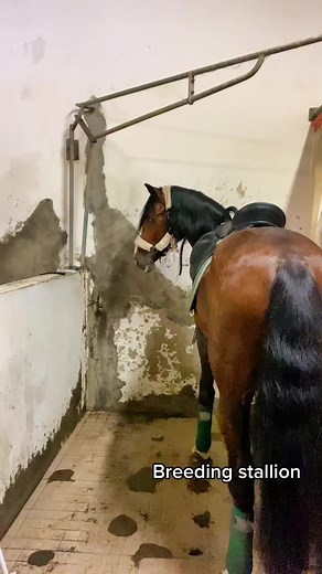 Caring Breeding Stallion: A Lusitano Mare in Heat Winking