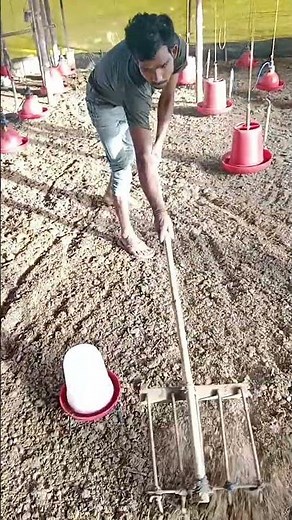 raking machine #poultrymanagement #poultrymanagement #best #farming