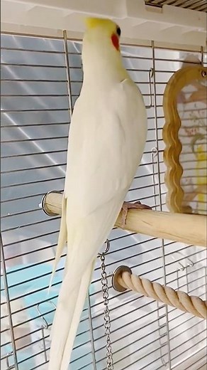 Adorable Cockatiel Jerry's Cute Singing and Dancing Moments 🎶🦜😍 #cockatielscraze #birdsinging