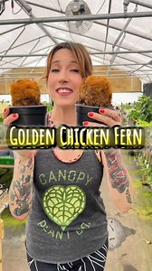 4.2K views · 53 reactions | Golden Chicken Fern (Cibotium Barometz)...