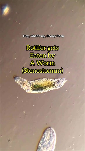 Stenostomum eating a rotifer! #science #microscope #microbiology #learn #mikecroscope