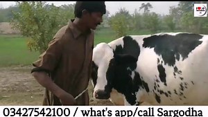 4.2K views · 121 reactions | احمد حسن سرگودھا ۔ 03427542100 1 اعلیٰ...