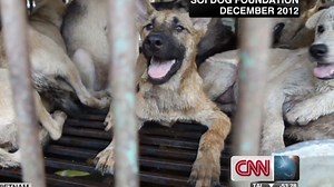 Dogs slaughtered for meat in Vietnam | CNN