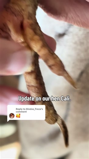 Update on Our Hen Cali's Bumblefoot Recovery