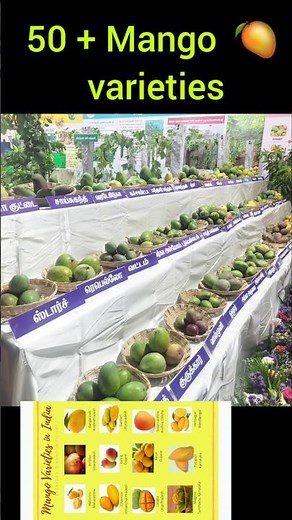 Mango varieties of India / 50 + mango varieties displayed in Agri stall program #mangoes indian