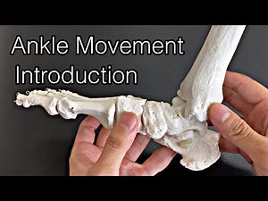 Movement of ankle: Everything you need to know (English)